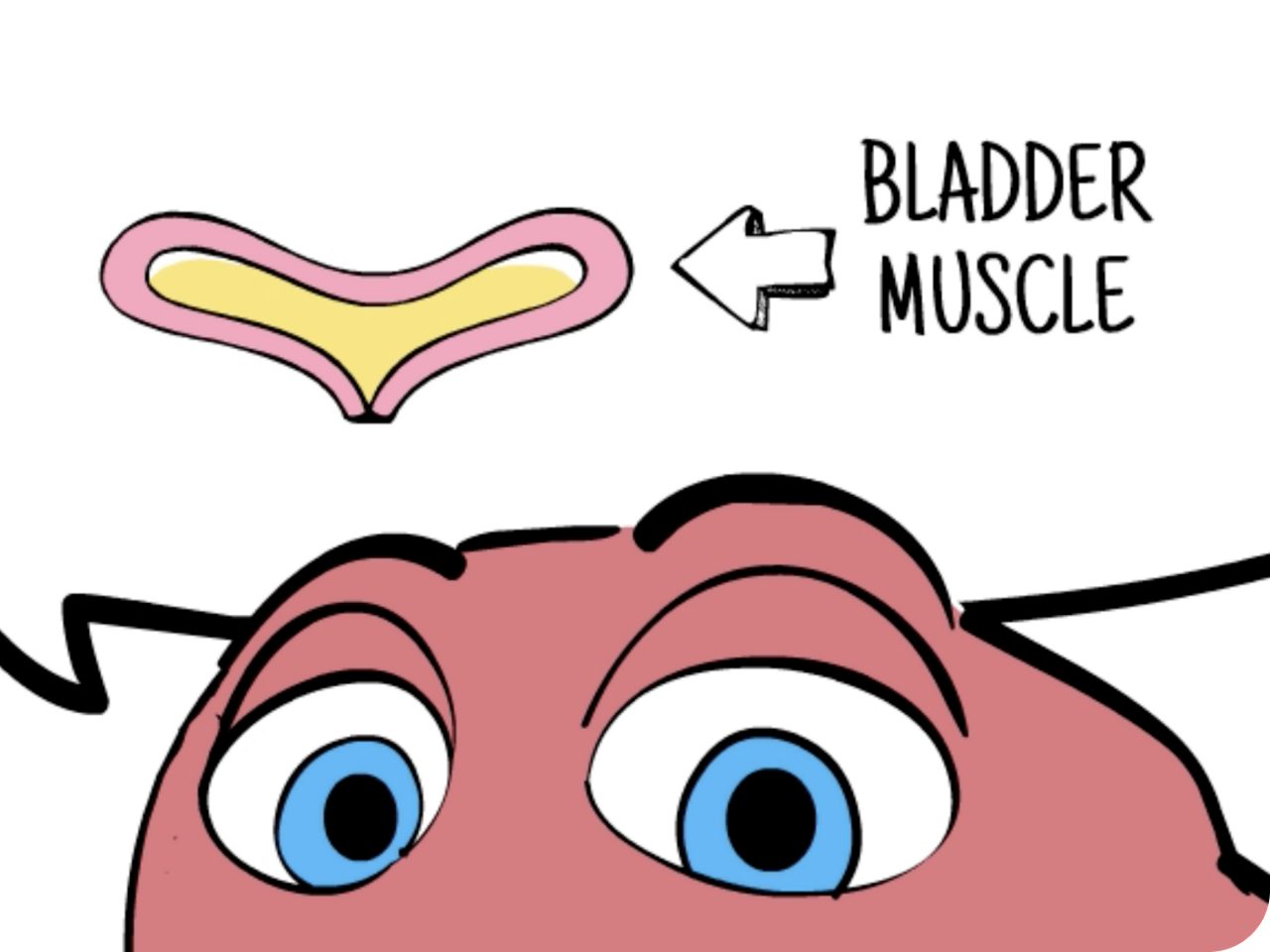 Image of a bladder muscle